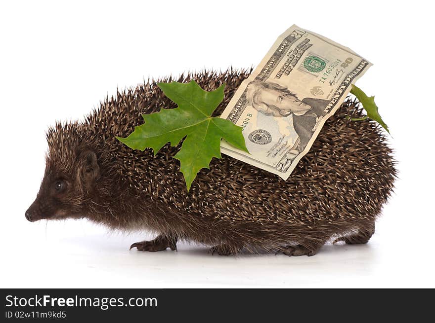 Hedgehog With Dollars Profit