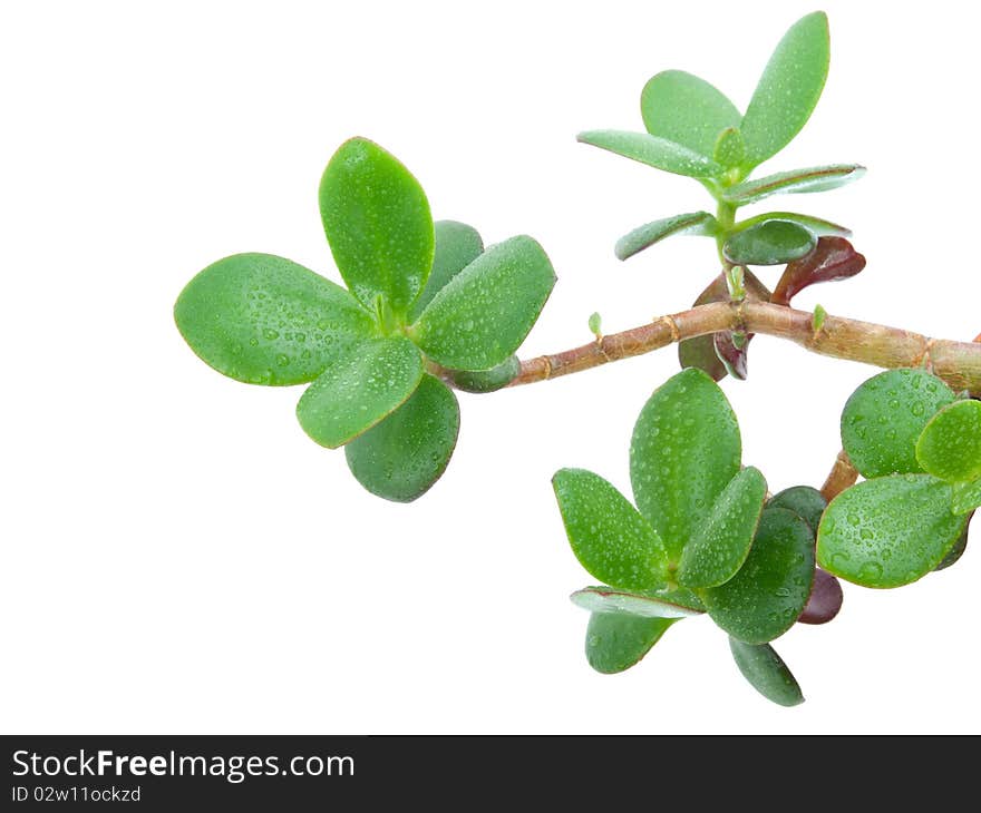 House plant - Crassula Ovata or Money tree. Isolated over white background.