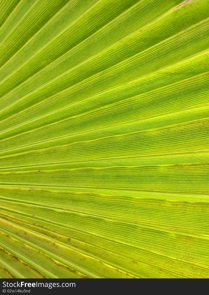 Green palm tree leaf as a background. Green palm tree leaf as a background