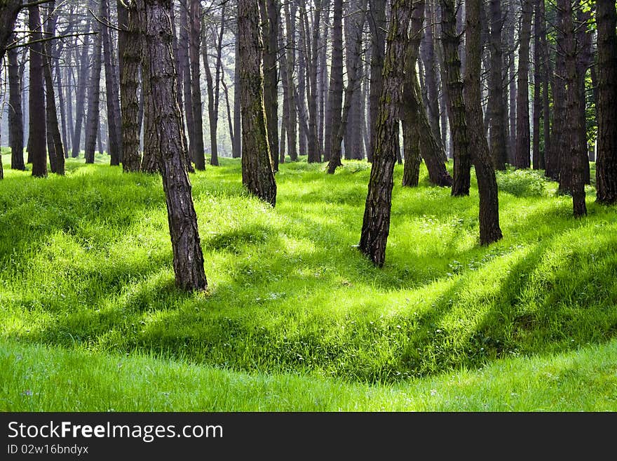 The remains of first world war trenches covered in grass under trees and lit by sunlight. The remains of first world war trenches covered in grass under trees and lit by sunlight