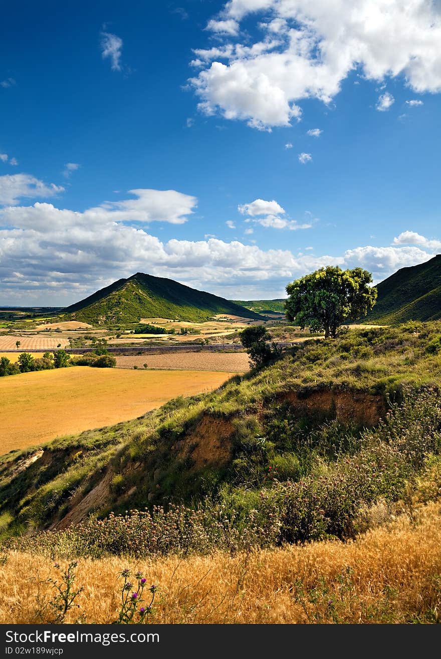 Landscape with field,tree and blue sky