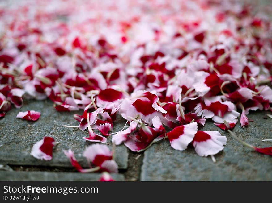 Petals on the street