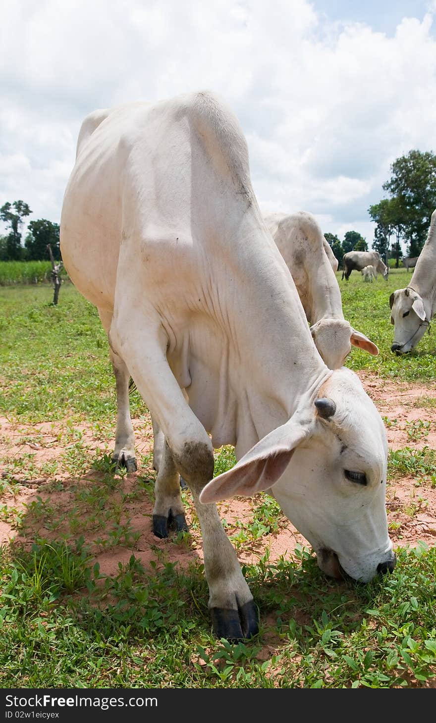 Asian Cows Grassing