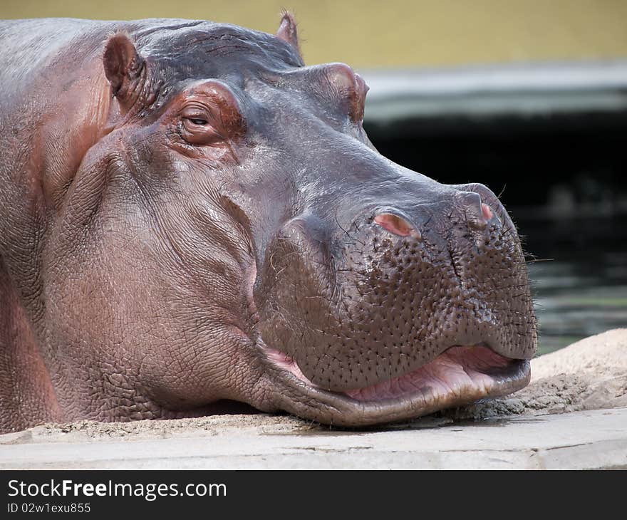 Hippopotamus amphibius at the zoo