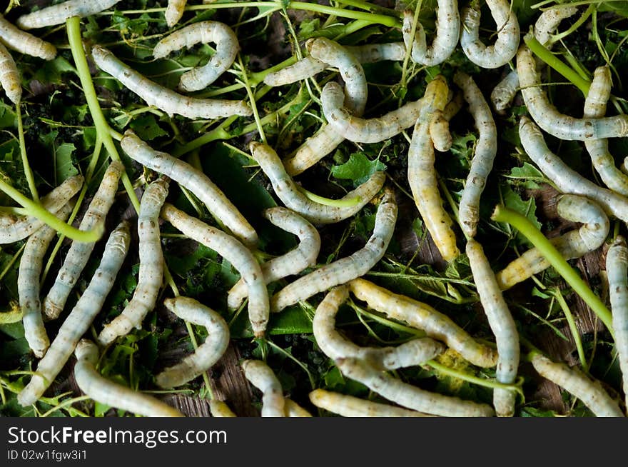 Silk Worms