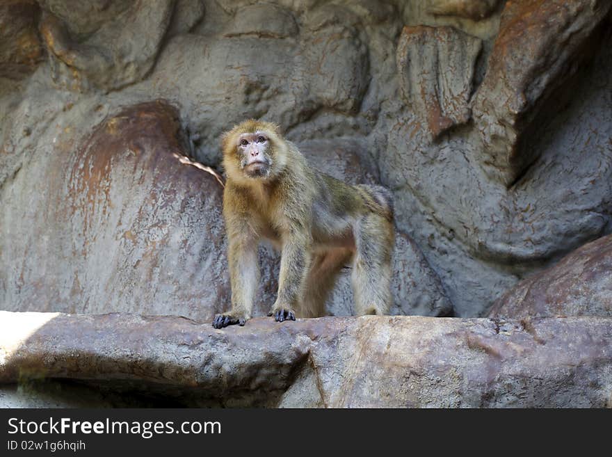 Barbary Macaque