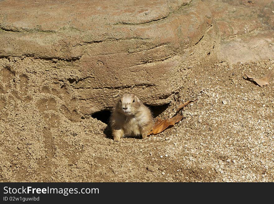 Portrait of prairie dog in a hole looking out