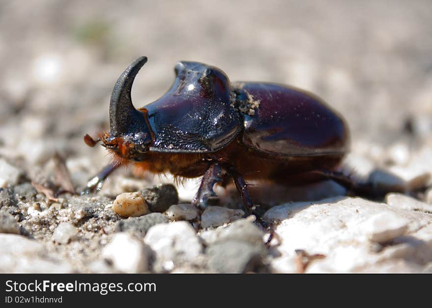 The detailed Oryctes nasicornis on the gravel