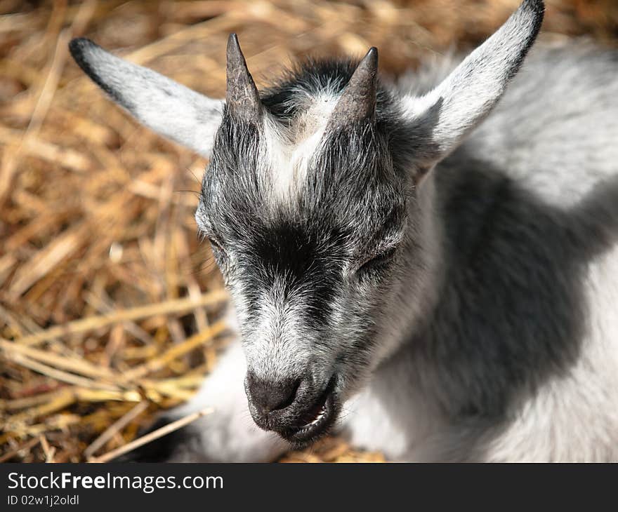 Baby Goat