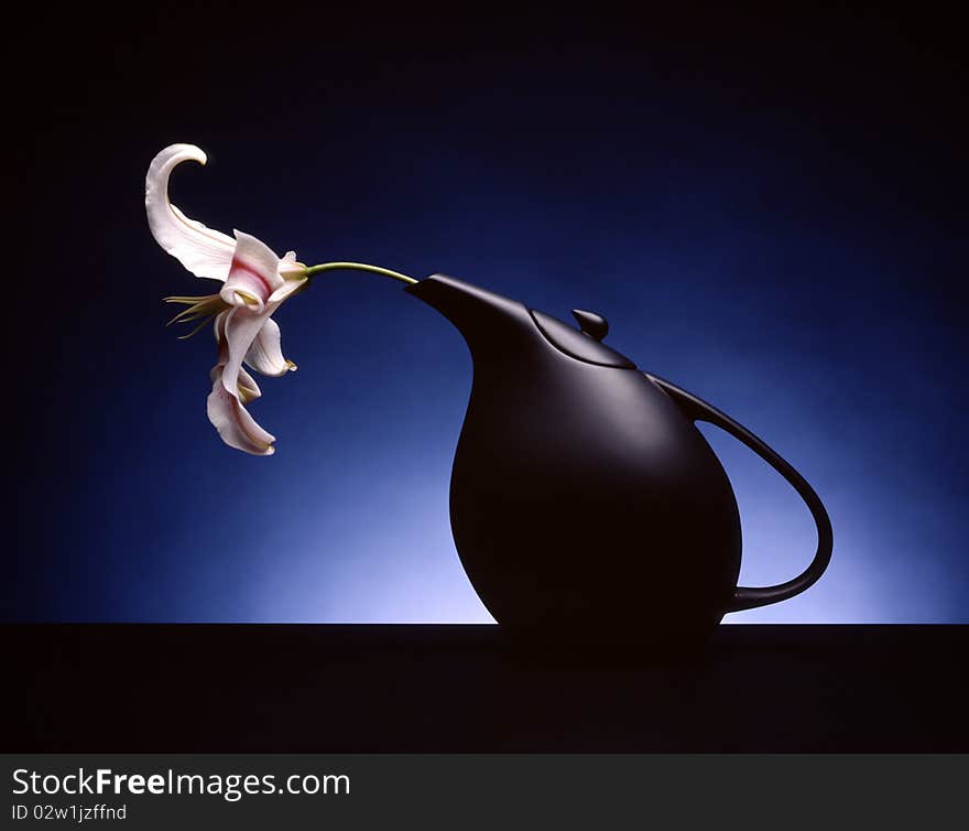 White and pink lily coming out from the spout of a black tea pot placed on a dark table with a spot light on the even blue backdrop. White and pink lily coming out from the spout of a black tea pot placed on a dark table with a spot light on the even blue backdrop