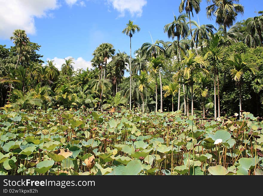 Tropical garden