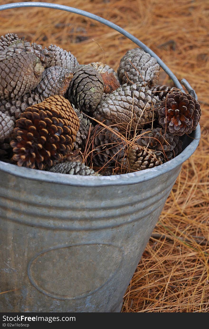 Pine cones