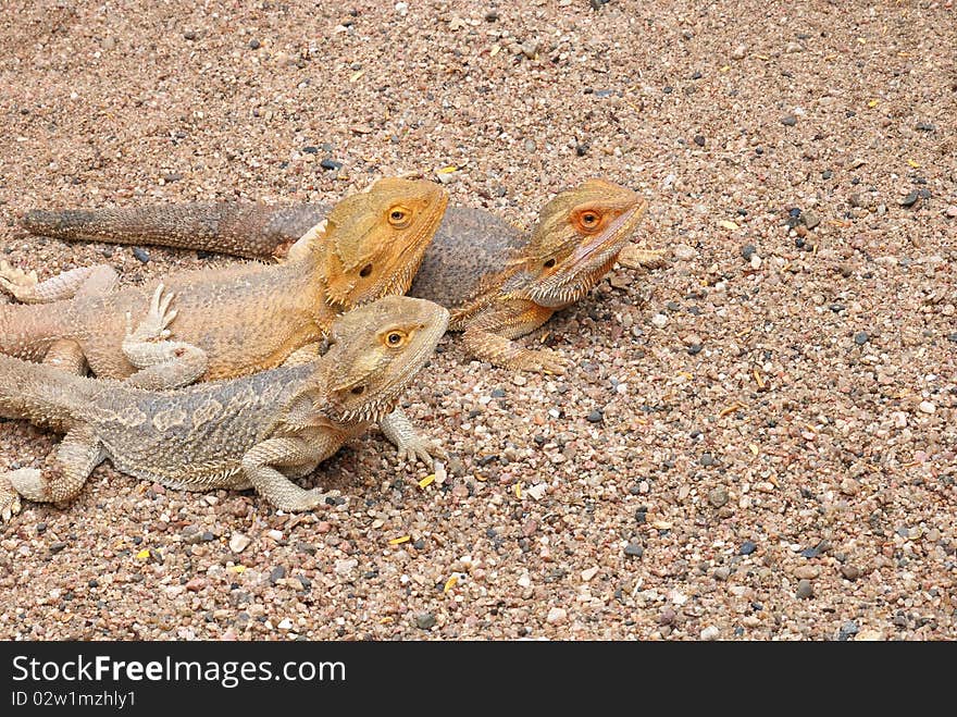 Bearded dragons