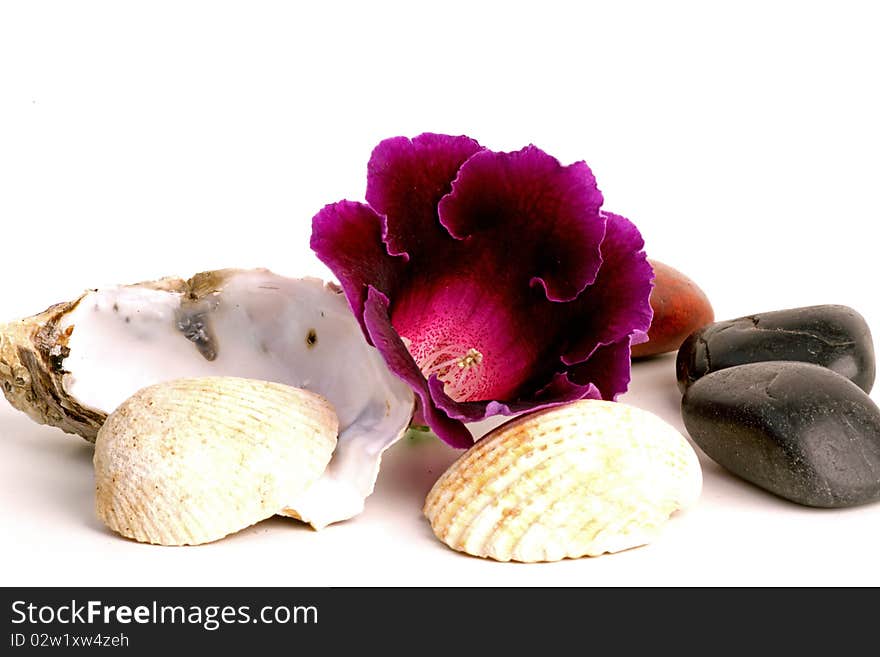 A flower, shells and stones on the white