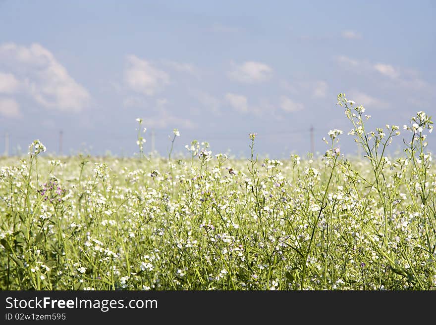 Blossoming field