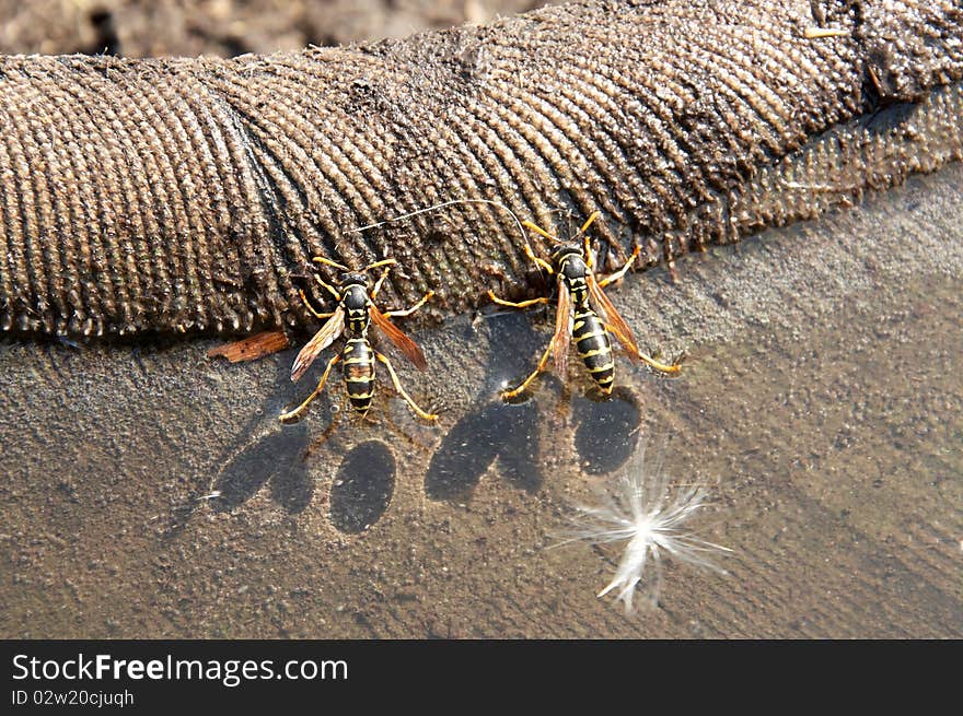 Wasp sitting on the water