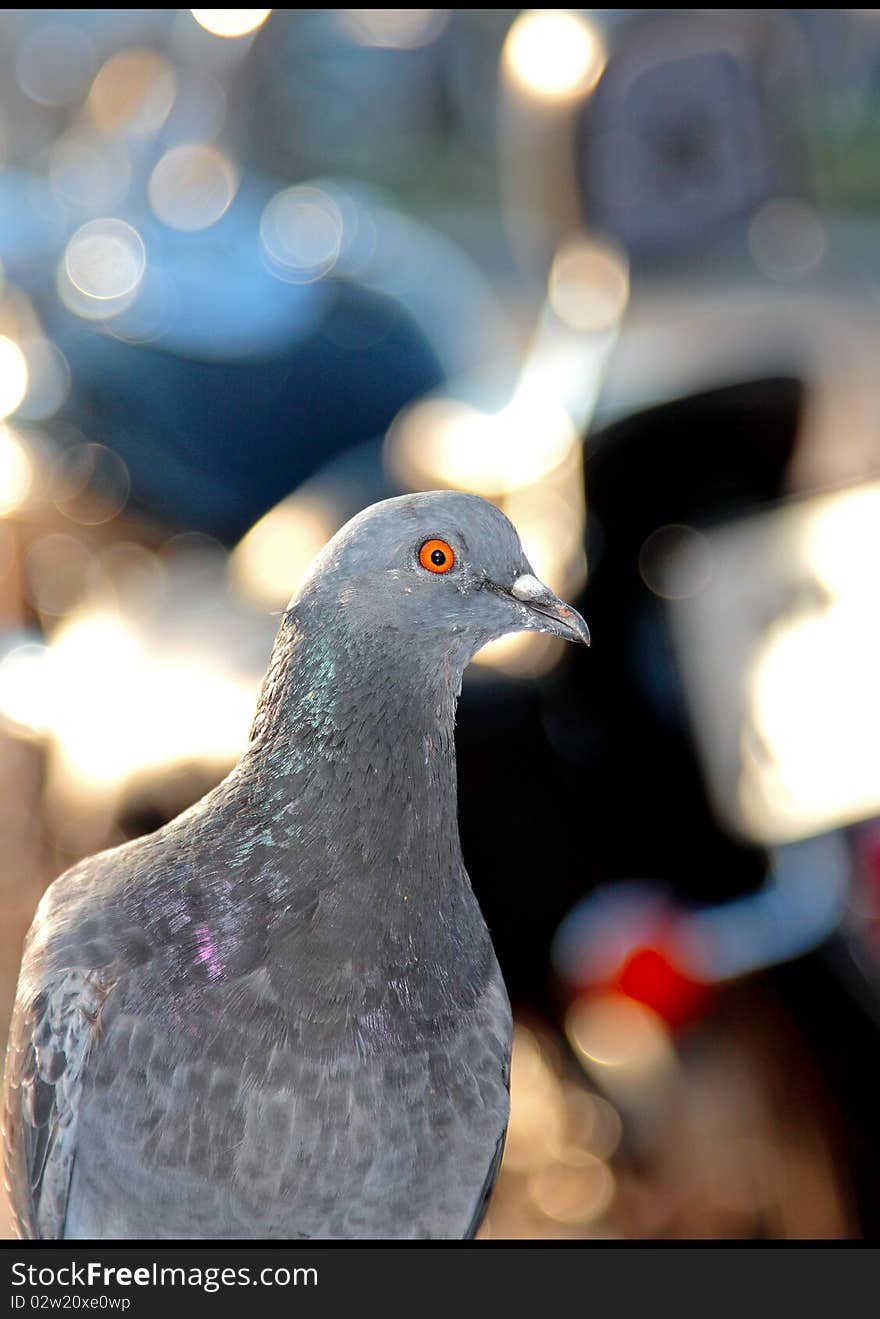 Pigeon