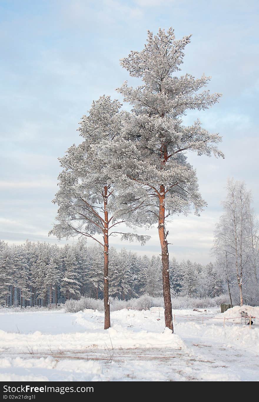 View of the trees standing in a snowy forest