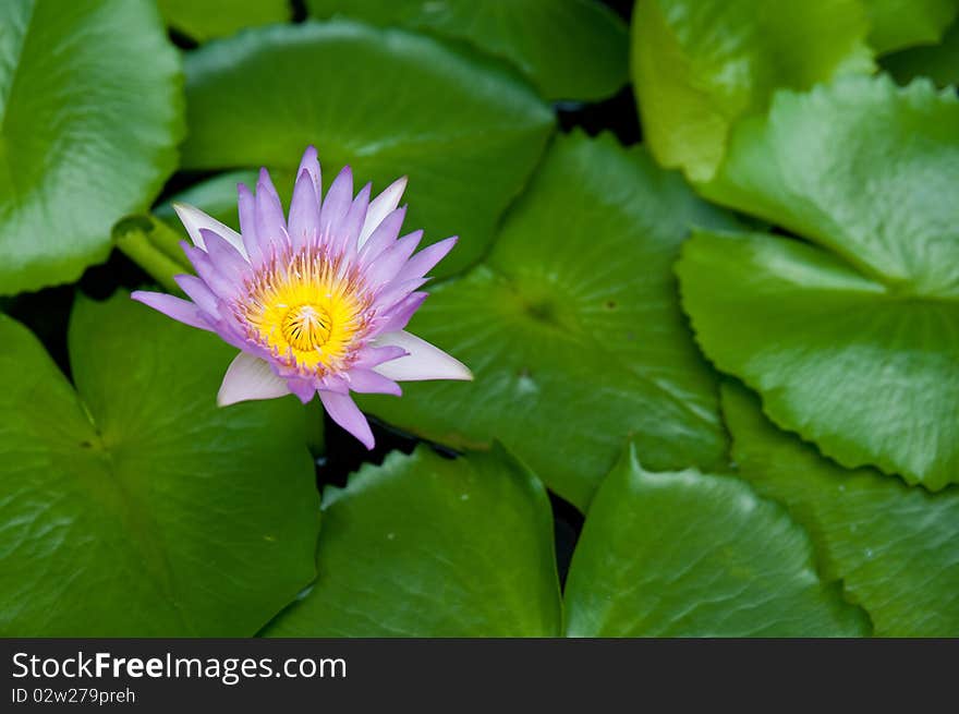 Purple Lotus Located in The garden