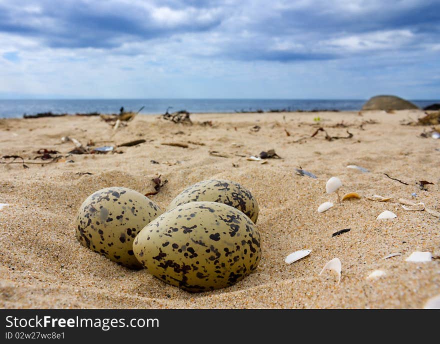 Eggs on the beach warm. Eggs on the beach warm.