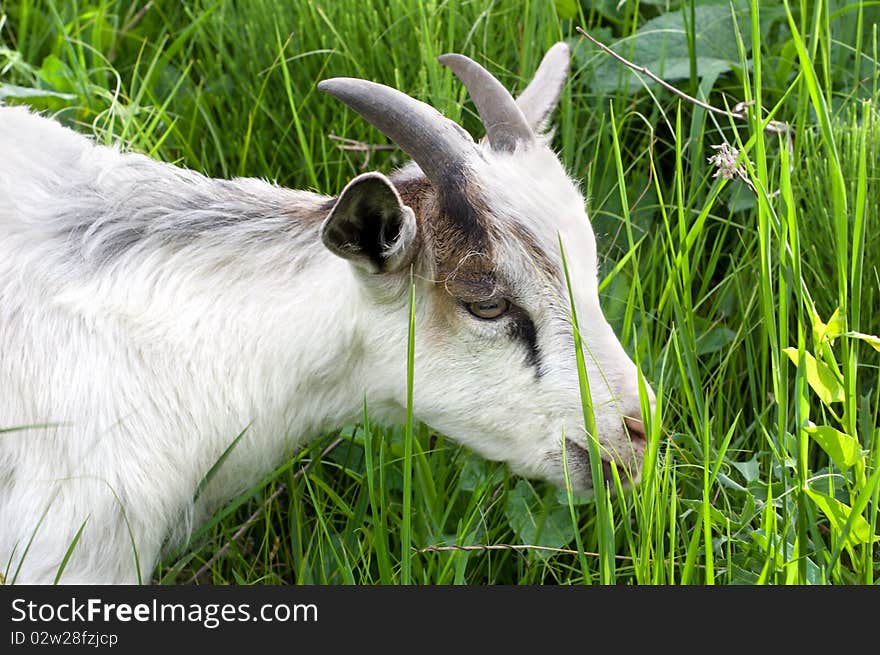 Goat in the green grass