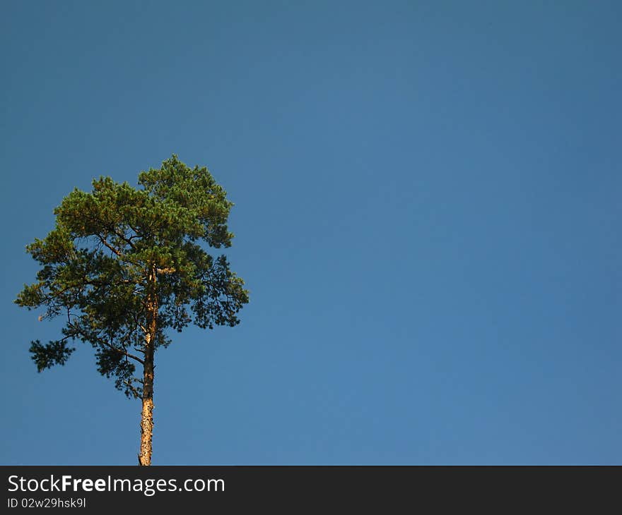 Lone pine tree crown in the blue sky on the left side