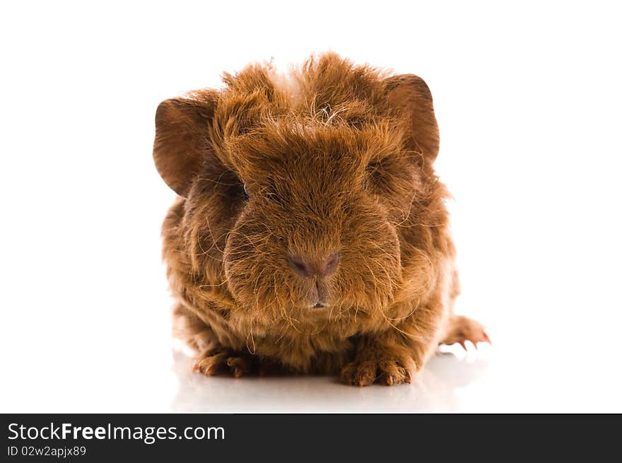 Guinea Pig. Baby