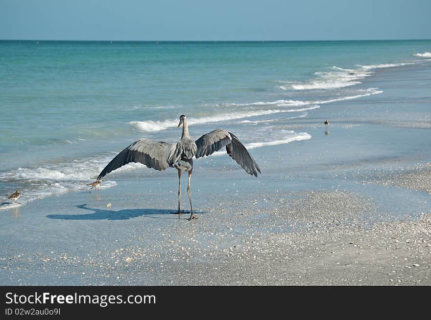 Great Blue Heron and Shorebirds on a Florida Beach