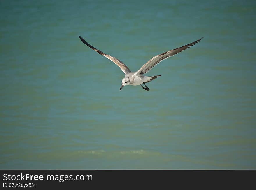 Juvenile Laughing Gull in Flight