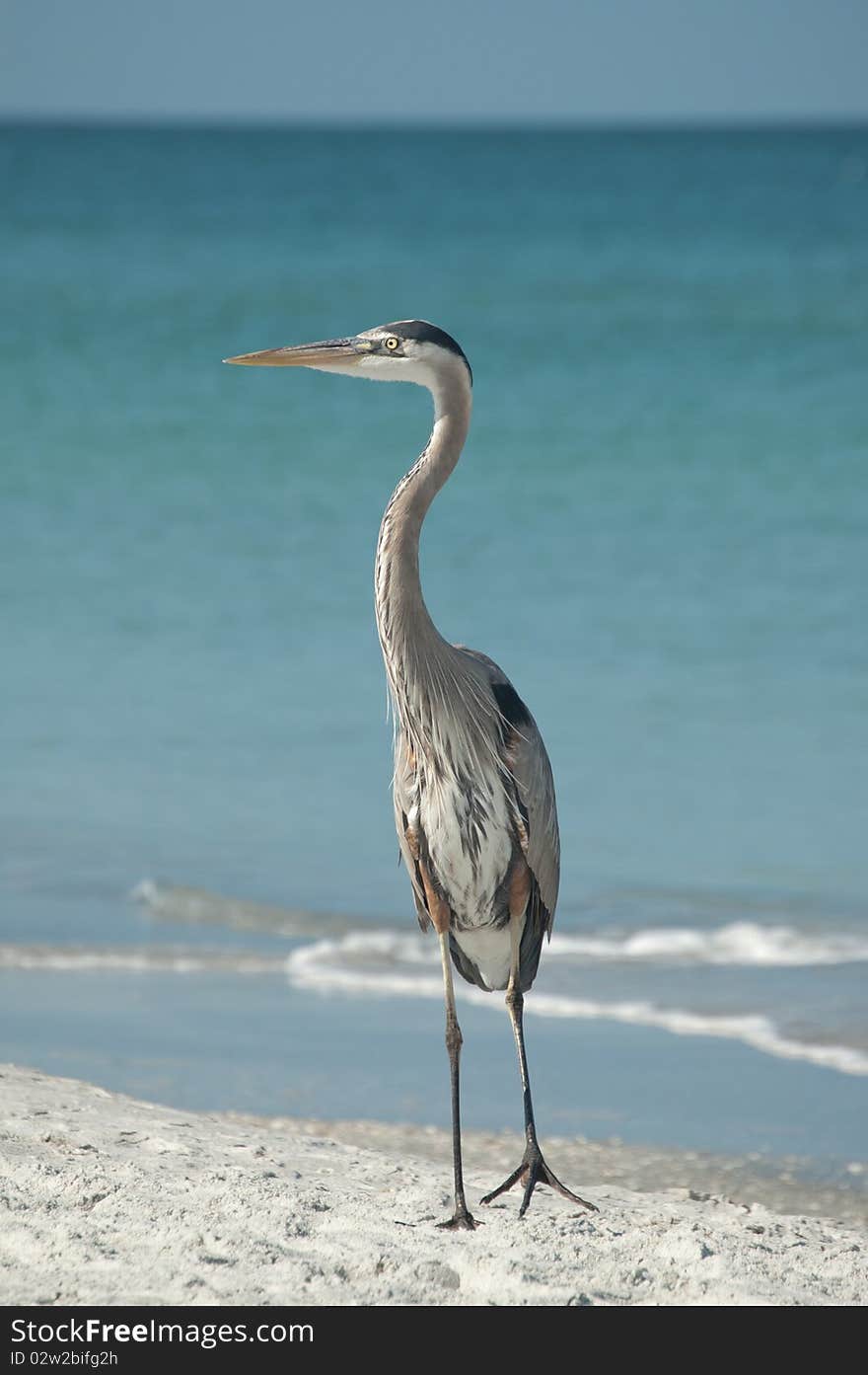 A Great Blue Heron stands on the sand with blue sky and ocean in the background. A Great Blue Heron stands on the sand with blue sky and ocean in the background.