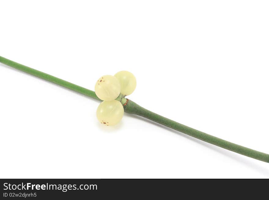 Mistletoe sprig (Viscum album) with berries, isolated on a white background.