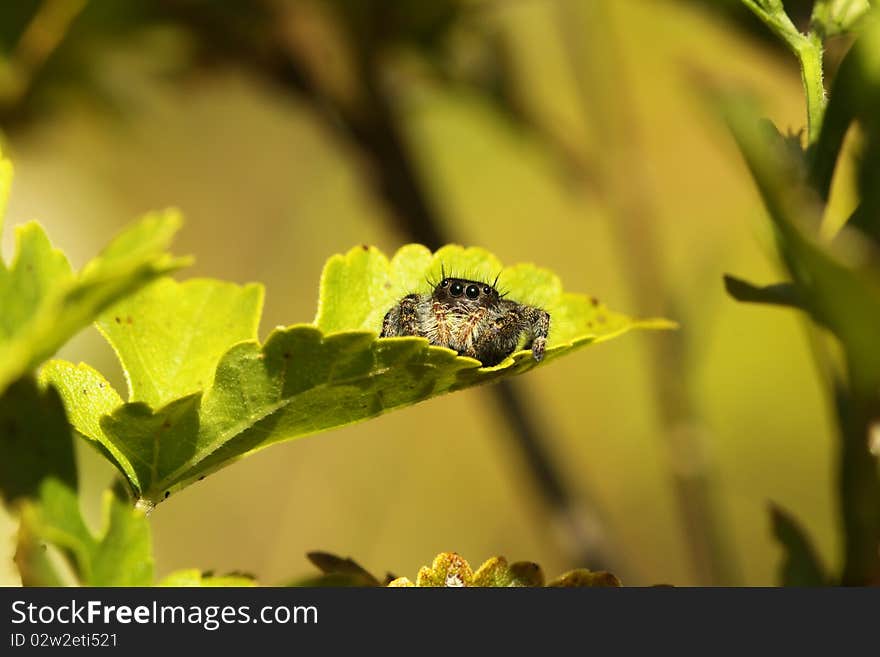 Bold Jumping Spider