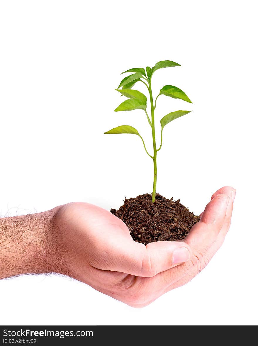 Hand holding a young plant. Hand holding a young plant