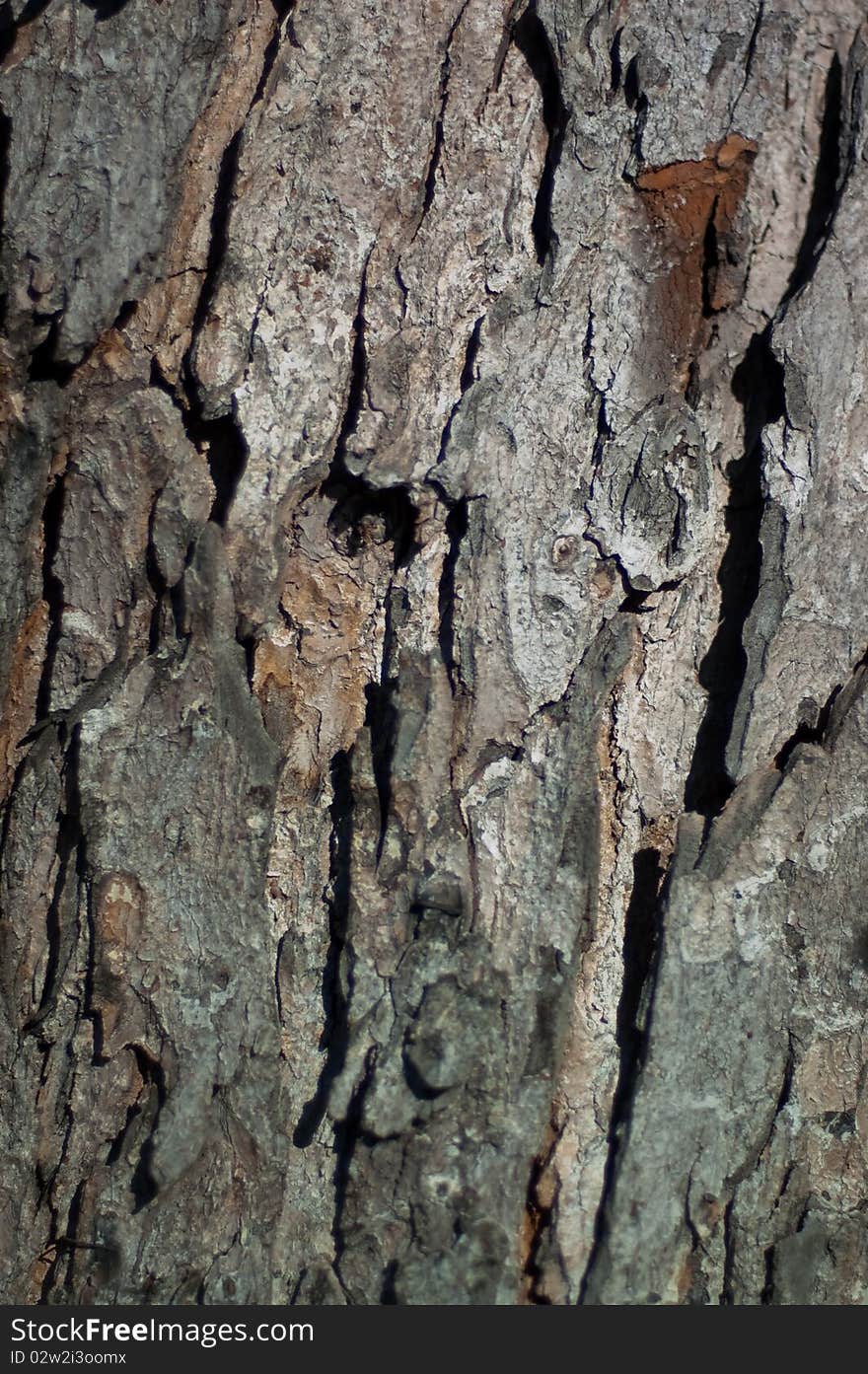 An Old Tree Bark