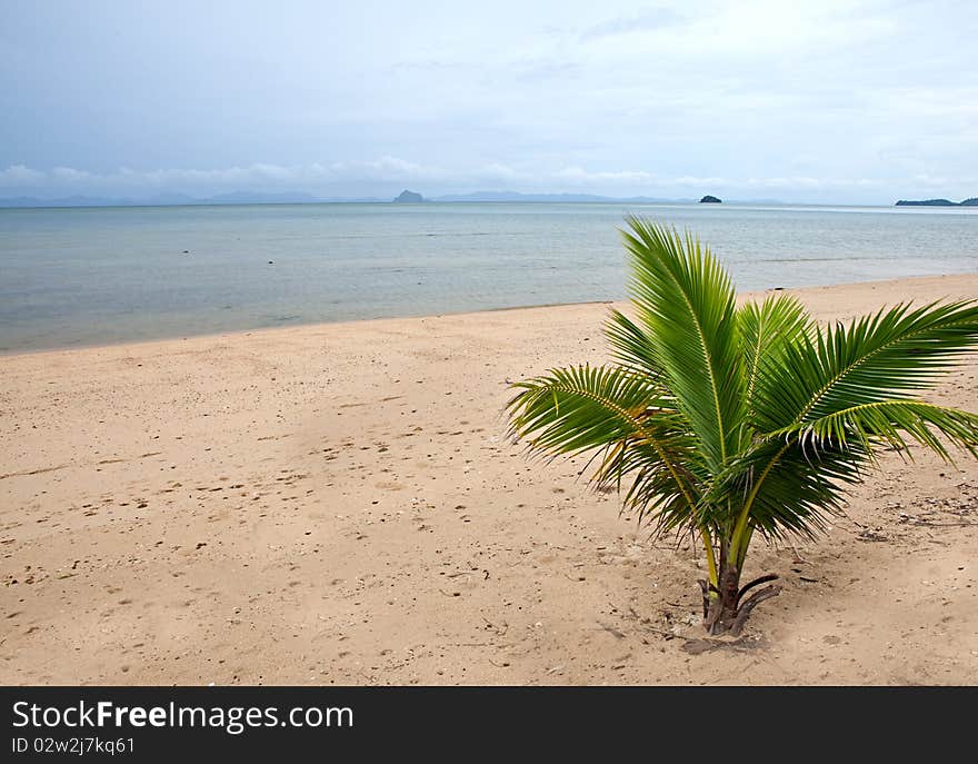 Small palm tree on the sand near the sea