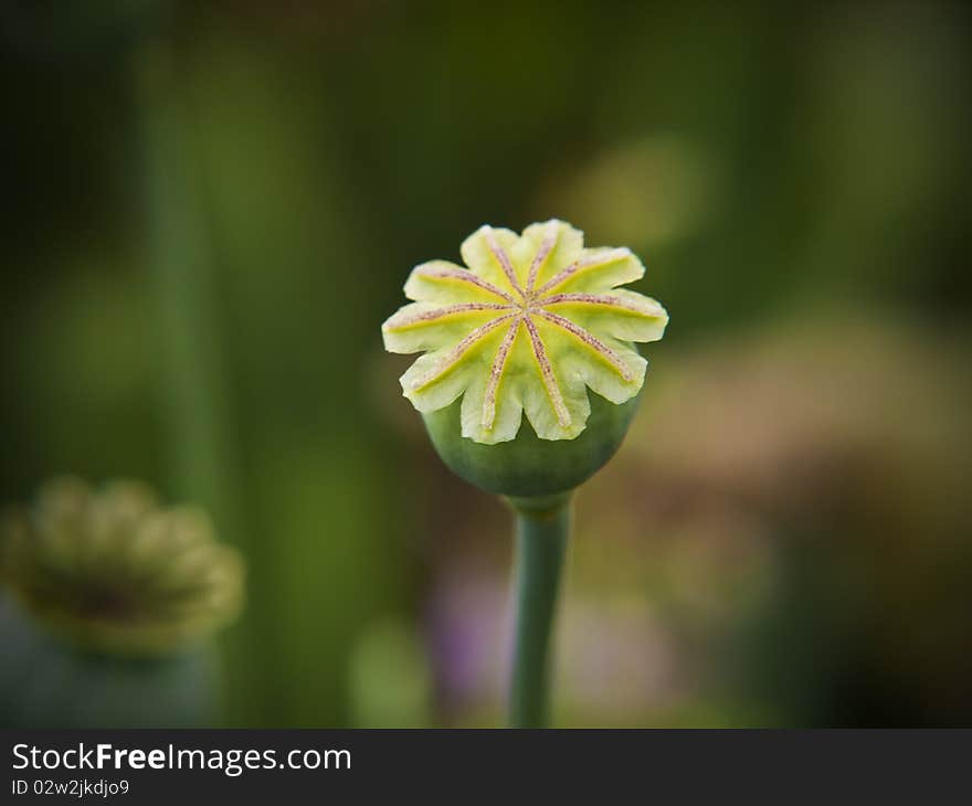 Opium Poppy Seedhead