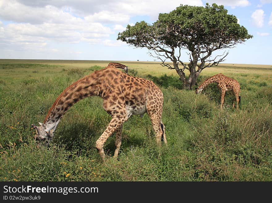 Grazing giraffes in the national park of Serengeti