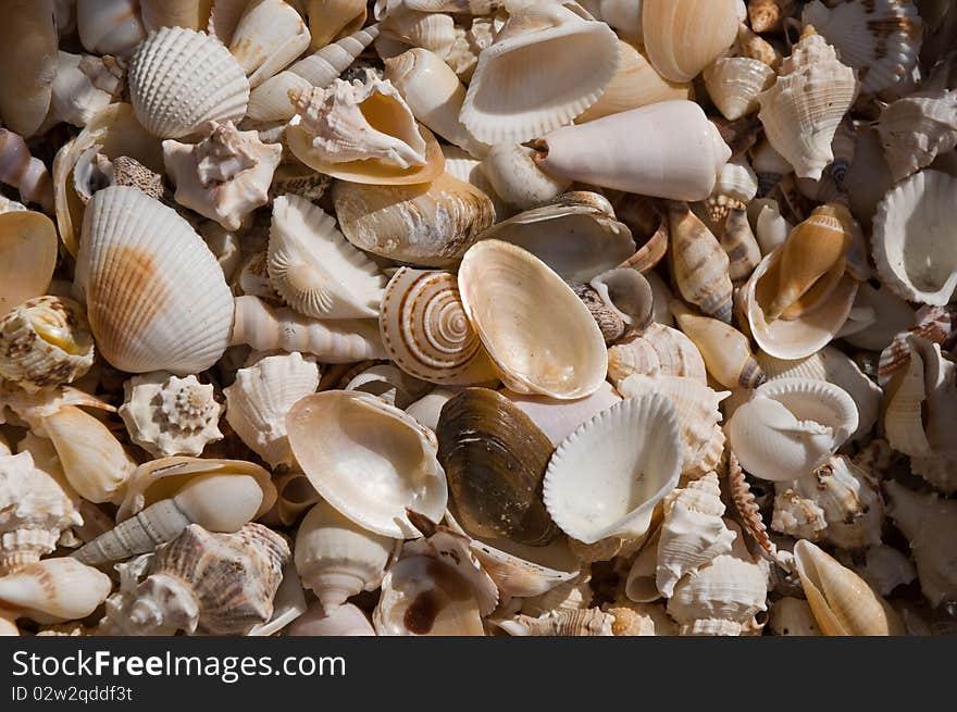 Basket with seashells for sale. Basket with seashells for sale.