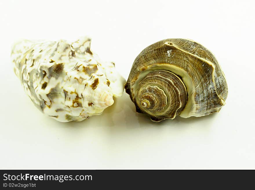 Collection of sea cockleshells on a white background