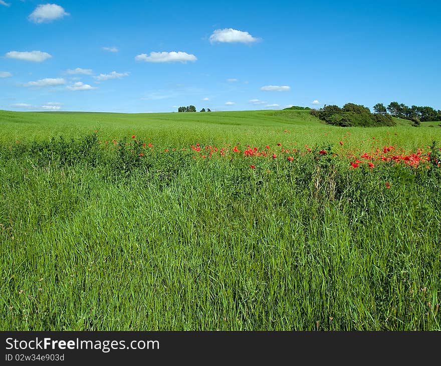 Beutiful lush green field background with clear summer blue sky. Beutiful lush green field background with clear summer blue sky