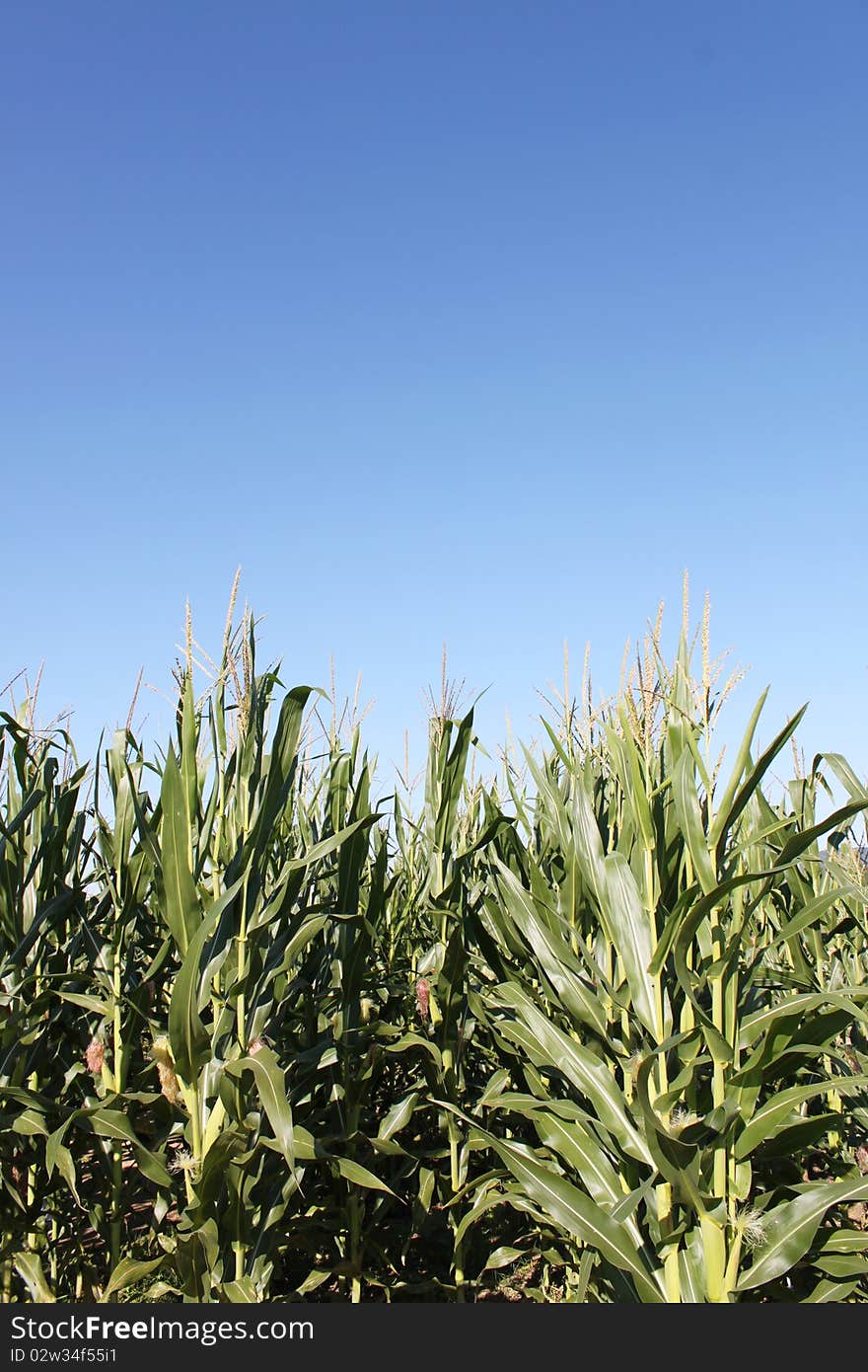 Corn ready for harvesting stands tall against a clear blue sky. Corn ready for harvesting stands tall against a clear blue sky.