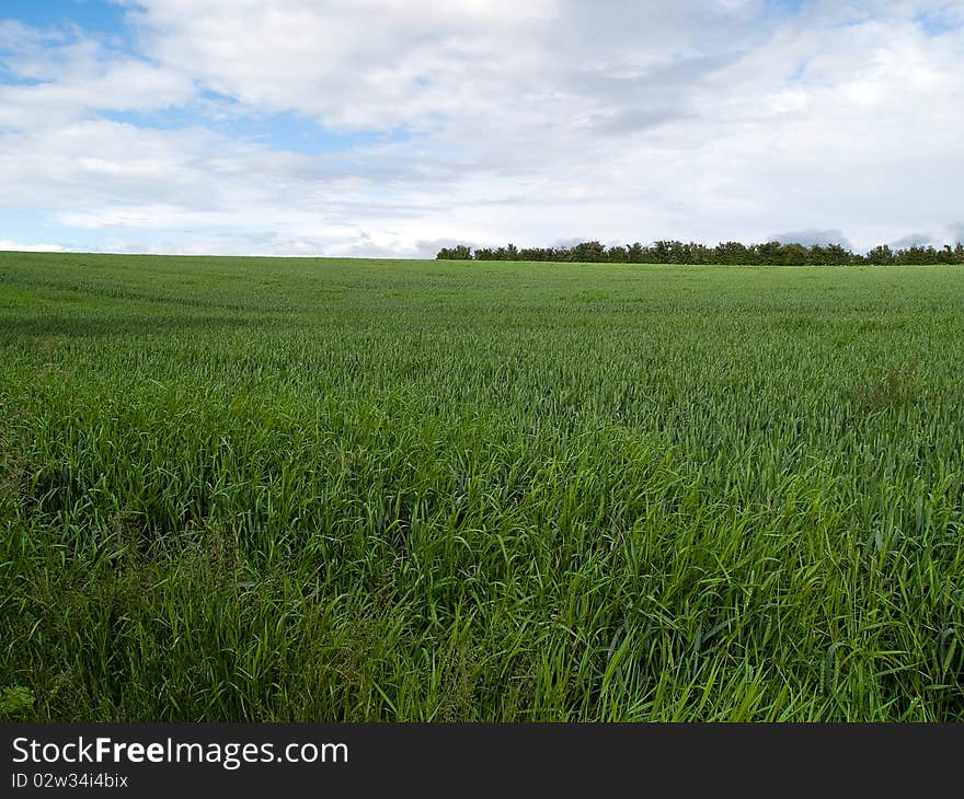 Beutiful lush green field agriculture background image. Beutiful lush green field agriculture background image