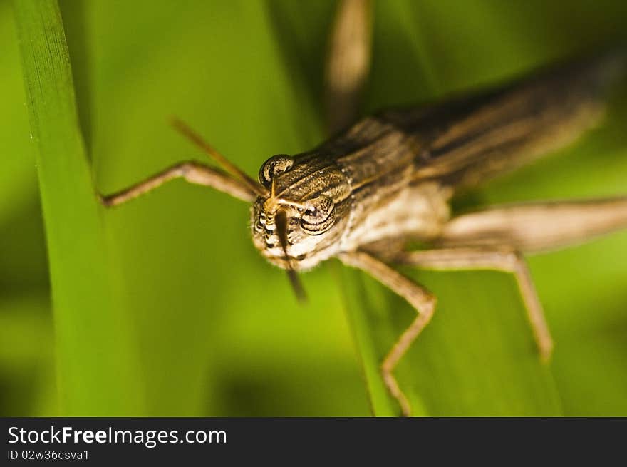 The grasshopper on green leaf in The forest of Thailand.