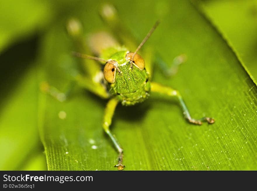 The grasshopper on green leaf in The forest of Thailand.