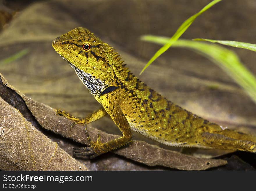 The dragon with brighten eye on the brown leaves.