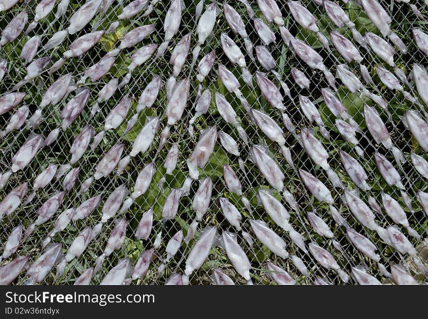 Squids drying in the Sun in a fisherman village in Southern Thailand. Squids drying in the Sun in a fisherman village in Southern Thailand.