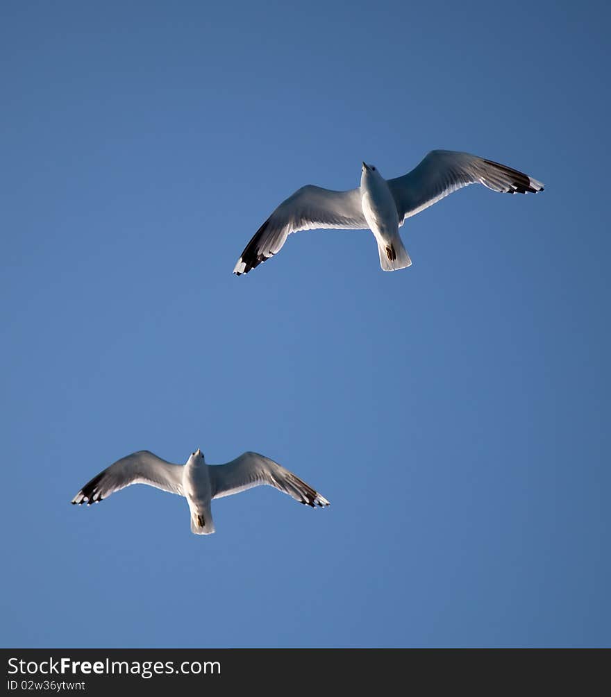 Two seagulls soaring in the blue sky. Two seagulls soaring in the blue sky