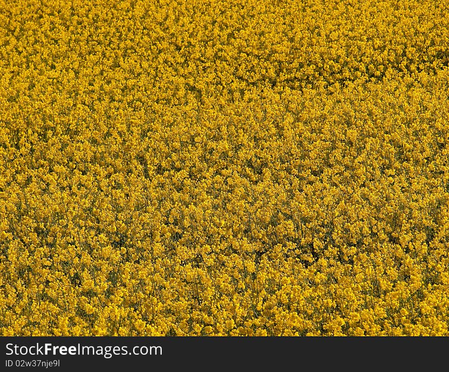 Blooming yellow rape field