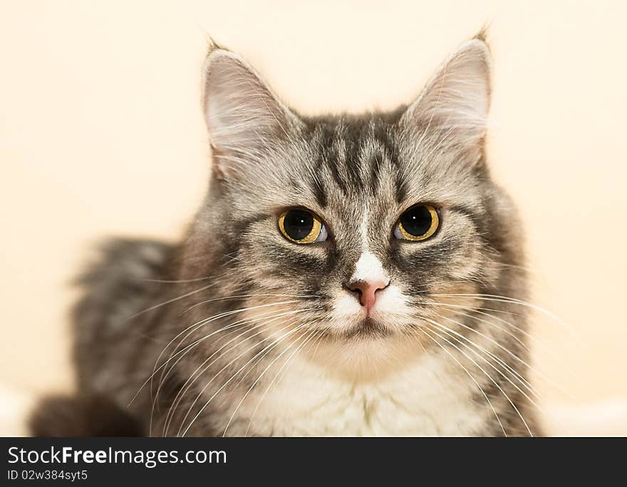 Beautiful face of cat closeup