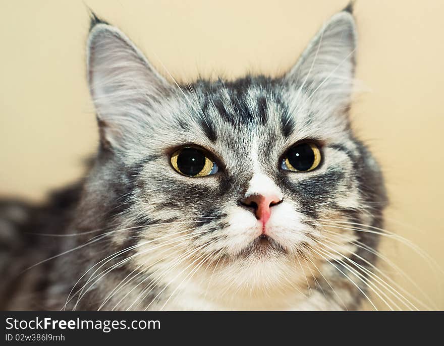 Beautiful face of cat closeup